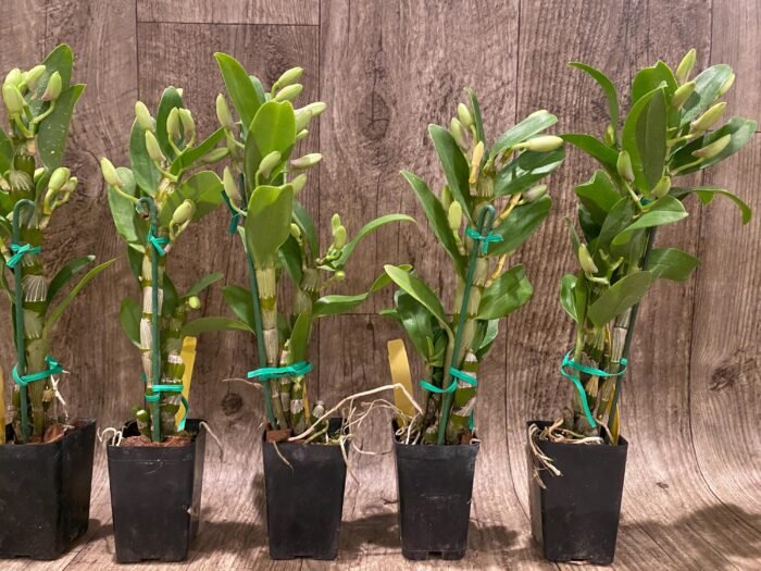 In Buds Fragrant - Dendrobium Love Memory ‘Fizz’ Lot of Buds (2” pot) - Image 6