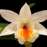 Dendrobium Christy Dawn (Dawn Maree × Christyanum) (2” pot)