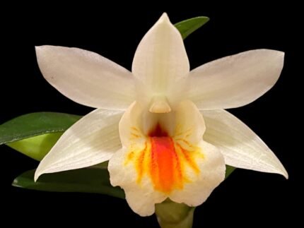 In Bloom - Dendrobium Christy Dawn (Dawn Maree × Christyanum) (2” pot)