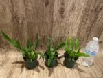 Fragrant Mini Oncidium Twinkle ‘Fantasy’ (3” Pot) - Image 6