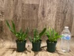 Fragrant Mini Oncidium Twinkle ‘Fantasy’ (3” Pot) - Image 5