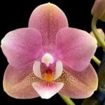 Double Spikes Phalaenopsis Younghome (3.5” pot)