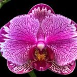 Double Spikes Phalaenopsis Large I-Hsin Pink Spider (4.5" Pot)