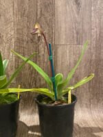 In Spike Paphiopedilum Mount Toro (phillippinense x stonei) (5" pot) - Image 7
