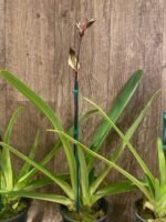 In Spike Paphiopedilum Rothschildianum (T.L. X P.T) X Stonei #4 x 2008: (5" pot) - Image 7