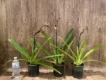 In Spike Paphiopedilum Rothschildianum (T.L. X P.T) X Stonei #4 x 2008: (5" pot) - Image 6