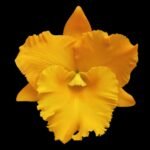 In Sheath Rlc. Thaksina Gold (5” pot)