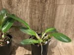 Rlc. Thaksina Gold (5” pot) - Image 5