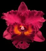 Rlc.. Subprasert '#1' (5” pot)