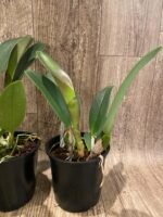 Rlc.. Subprasert '#1' (5” pot) - Image 6
