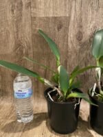 Rlc.. Subprasert '#1' (5” pot) - Image 4