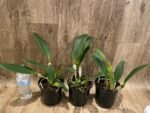 Rlc.. Subprasert '#1' (5” pot) - Image 3