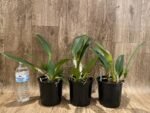 Rlc.. Subprasert '#1' (5” pot) - Image 2