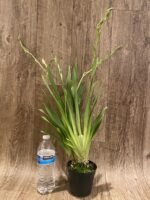 Quadruple Spikes Miltoniopsis Milton Brown (3.5" pot) - Image 2