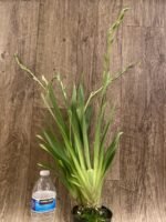 Quadruple Spikes Miltoniopsis Milton Brown (3.5" pot) - Image 4