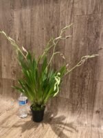 7 Spikes Miltoniopsis Milton Brown (3.5" pot) - Image 3