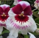 Triple Spikes Miltoniopsis QF Klai (Tome Yokoyama 'Black Swallow' × Mary Suglyama "Itoyo' HCC/AOS) (3.5" pot)