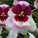 Triple Spikes Miltoniopsis QF Klai (Tome Yokoyama 'Black Swallow' × Mary Suglyama "Itoyo' HCC/AOS) (3.5" pot)