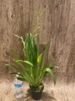 Triple Spikes Miltoniopsis QF Klai (Tome Yokoyama 'Black Swallow' × Mary Suglyama "Itoyo' HCC/AOS) (3.5" pot) - Image 3
