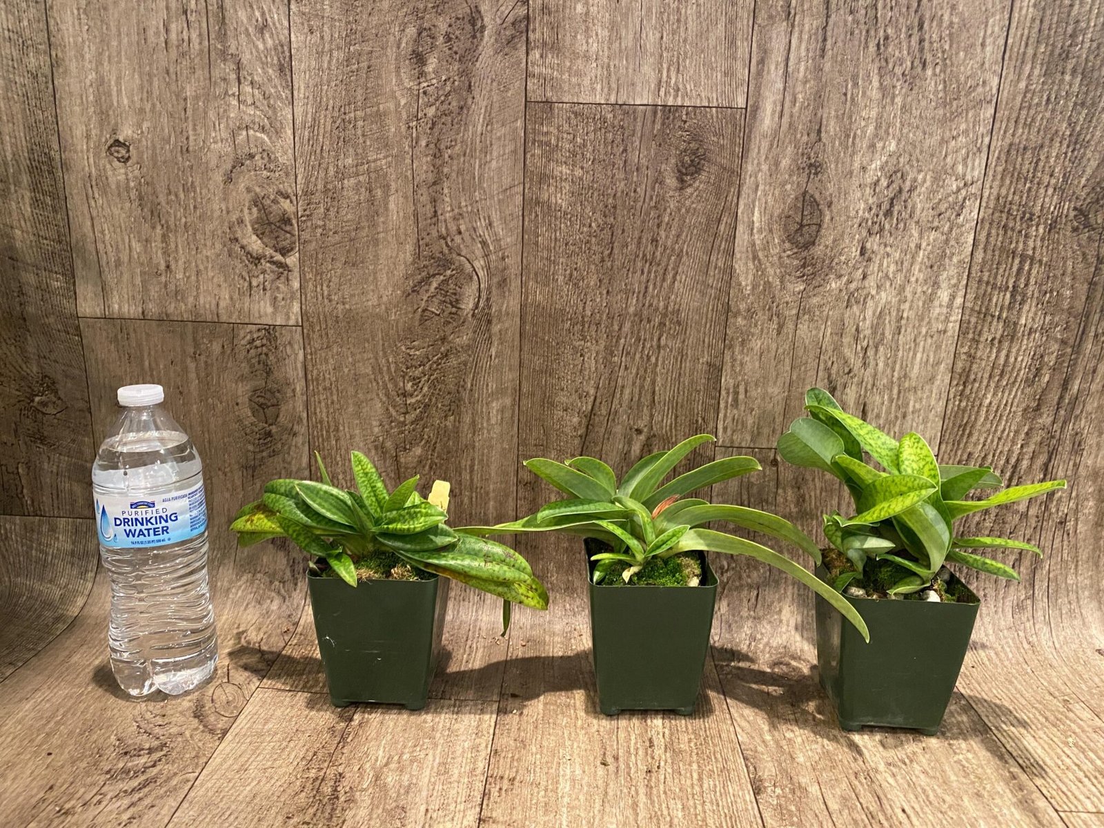 PAPH. (MULTI FLORAL) - Everything Orchids