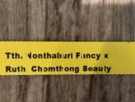 Tth. Nonthabury Fancy x Ruth Chomthong Beauty (3.5” Pot) - Image 7