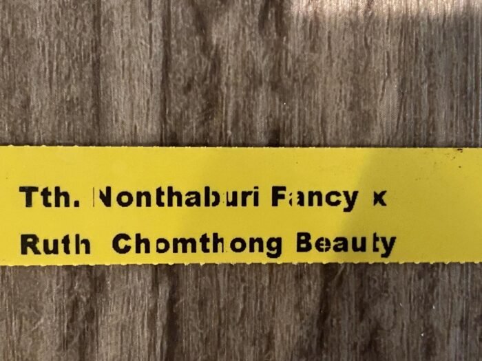 Tth. Nonthabury Fancy x Ruth Chomthong Beauty (3.5” Pot) - Image 7
