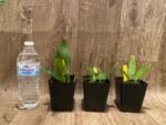 Tth. Nonthabury Fancy x Ruth Chomthong Beauty (3.5” Pot) - Image 2