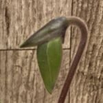 In Spike Paphiopedilum QF Philia (Aga'pe x hookerae) (2" pot)