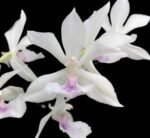 Variegated Zygonisia Cynosure 'Dove of Peace' (2" pot)