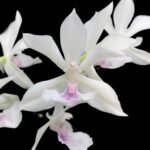 Variegated Zygonisia Cynosure 'Dove of Peace' (2" pot)