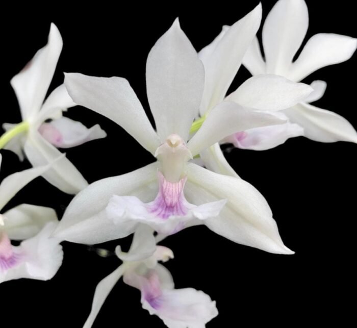 Variegated Zygonisia Cynosure 'Dove of Peace' (2" pot) - Image 1