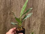 Variegated Zygonisia Cynosure 'Dove of Peace' (2" pot) - Image 6