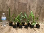Variegated Zygonisia Cynosure 'Dove of Peace' (2" pot) - Image 2