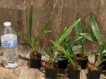 Variegated Zygonisia Cynosure 'Dove of Peace' (2" pot) - Image 4