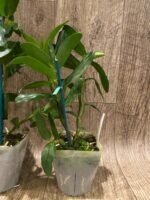 Dendrobium Jiaho Delight (Den. Hsinying Frostymaree × tobaense) (3.5” Pot) - Image 6