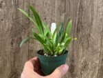 Fragrant Mini Oncidium Twinkle ‘Yellow Bird’ (3” Pot) - Image 6