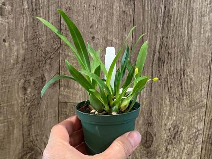 Fragrant Mini Oncidium Twinkle ‘Yellow Bird’ (3” Pot) - Image 6