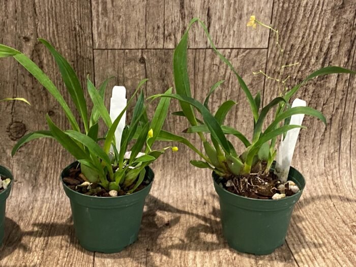 Fragrant Mini Oncidium Twinkle ‘Yellow Bird’ (3” Pot) - Image 4