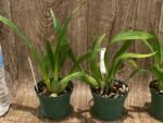 Fragrant Mini Oncidium Twinkle ‘Yellow Bird’ (3” Pot) - Image 5