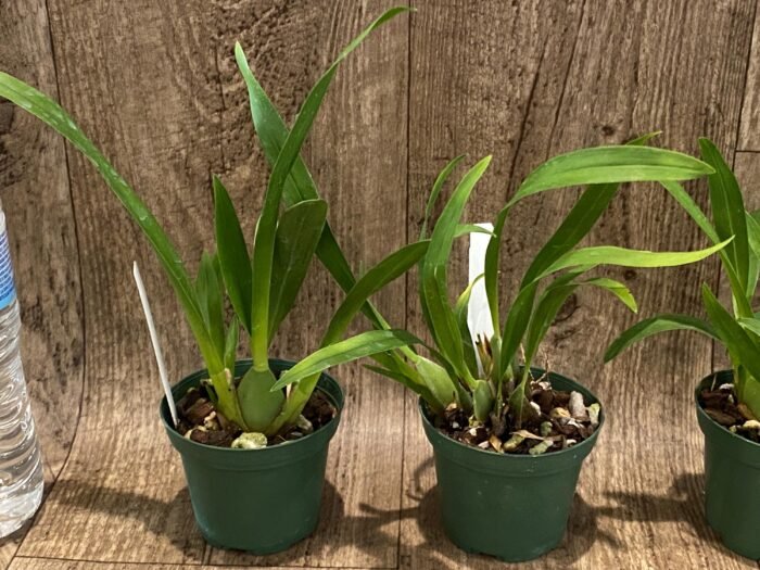 Fragrant Mini Oncidium Twinkle ‘Yellow Bird’ (3” Pot) - Image 5