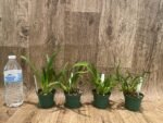 Fragrant Mini Oncidium Twinkle ‘Yellow Bird’ (3” Pot) - Image 3