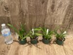 Fragrant Mini Oncidium Twinkle ‘Yellow Bird’ (3” Pot) - Image 2