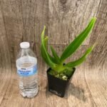 Paph. Berenice album'Blushing Ghost' AM/AOS × sanderianum 'Twisted Lady' (3.5” pot)