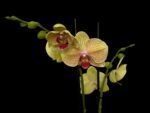 Double Spikes Phalaenopsis I-Hsn Deiform Ruby (4.5" pot) - Image 2