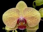 Double Spikes Phalaenopsis I-Hsn Deiform Ruby (4.5" pot)