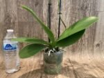 Double Spikes Phalaenopsis I-Hsn Deiform Ruby (4.5" pot) - Image 6