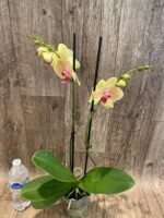 Double Spikes Phalaenopsis I-Hsn Deiform Ruby (4.5" pot) - Image 5