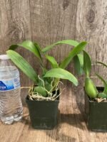 Fragrant - Prosthechea ionophlebia × self (BS, 3.5" pot) - Image 4