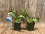 Fragrant - Prosthechea ionophlebia × self (BS, 3.5" pot) - Image 2