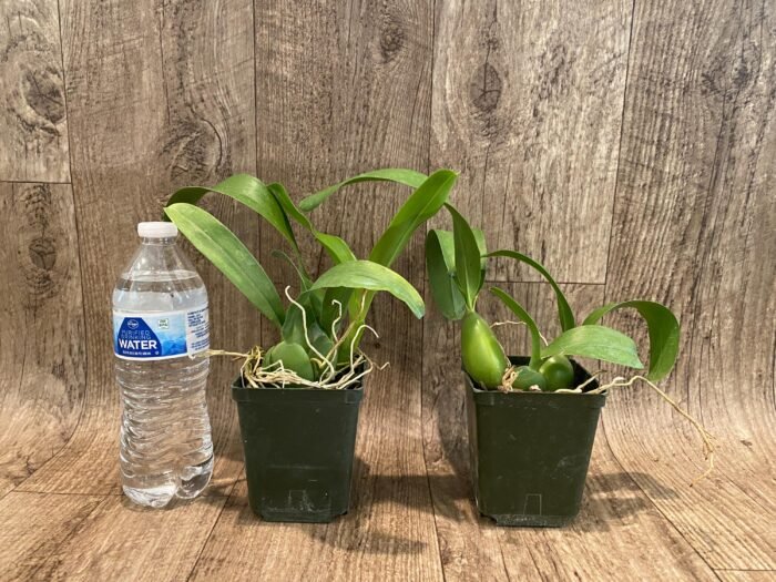 Fragrant - Prosthechea ionophlebia × self (BS, 3.5" pot) - Image 2